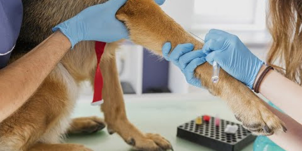 Citologia Dermatológica para Pets: Cuidados Essenciais na Zona Sul de São Paulo