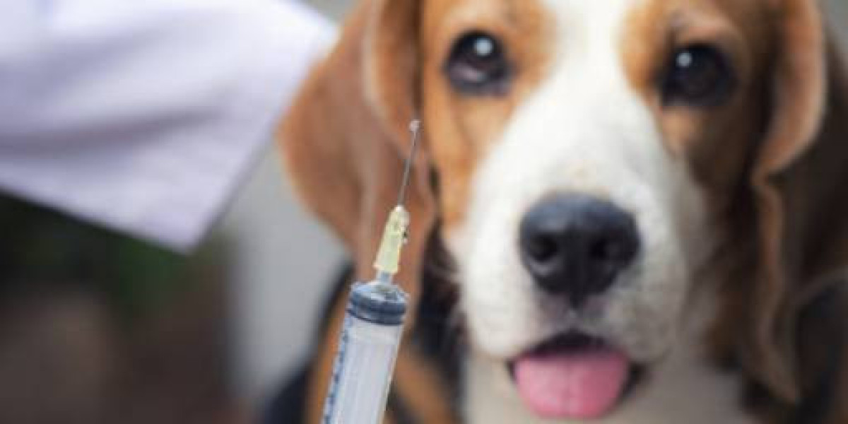 Avaliação de Alterações Clínicas em PRÉ 3: O Olhar Atento do Veterinário