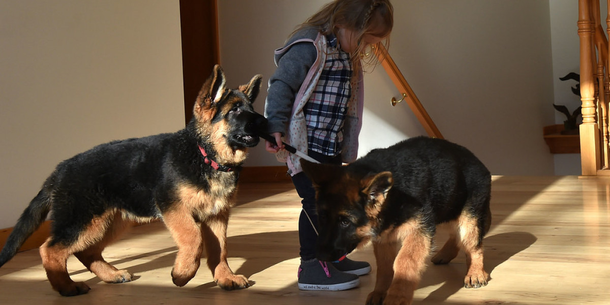 Reinrassiger Deutscher Schäferhund Züchter: Alles, was Sie wissen müssen