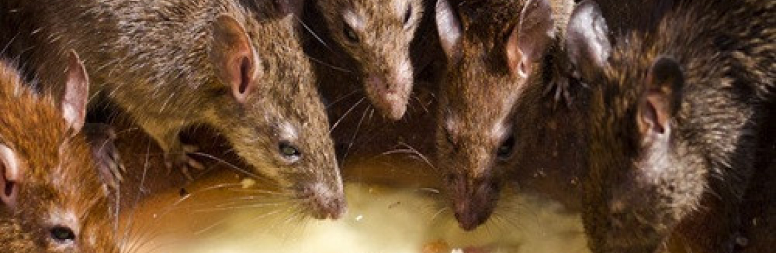 ratpest controlperth Cover Image