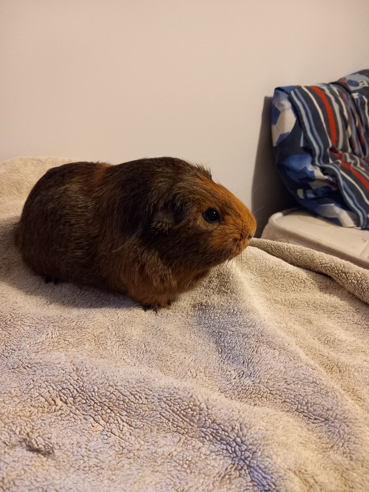 Ask my guinea pig anything, and I will let her crawl on the keyboard to answer.