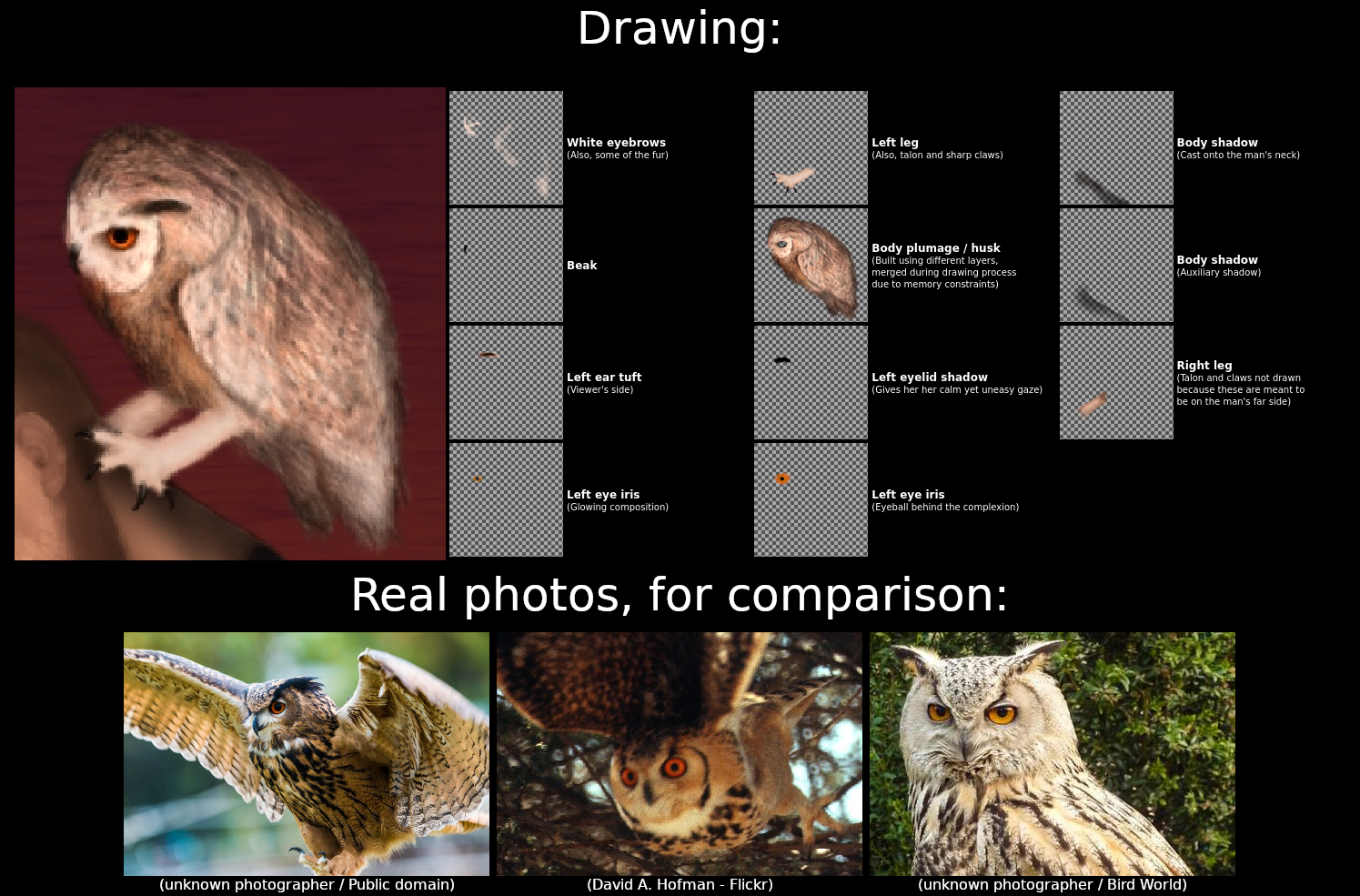 A diagram-like picture containing both the behind-the-scenes for the art (at least the most important parts, the layers building up the depiction of the owl) at the top half of the diagram, as well as three real photos of the owl species, for visual comparison. For the behind-the-scenes, each of the 11 owl-related layers, sorted by their original layered order, are labeled and explained, respectively: white eyebrows, beak, left ear tuft, glowing aspect of the left eye iris, left leg, body plumage/husk, left eyelid shadow, left eye iris eyeball, primary body shadow, auxiliary body shadow and right leg). For the comparison, I tried to find Public Domain photos. The second photo isn't exactly Public domain (CC-BY-NC-ND, hope cropping it at the owl and mirroring it to match the drawing's leftwards orientation isn't "derivative"). Owls are pretty much polymorphous so the comparison between my drawing and photos from the real species can differ on certain nuances.