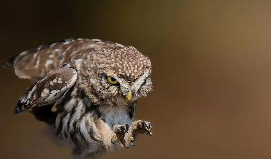 Athene noctua owl mid flight.