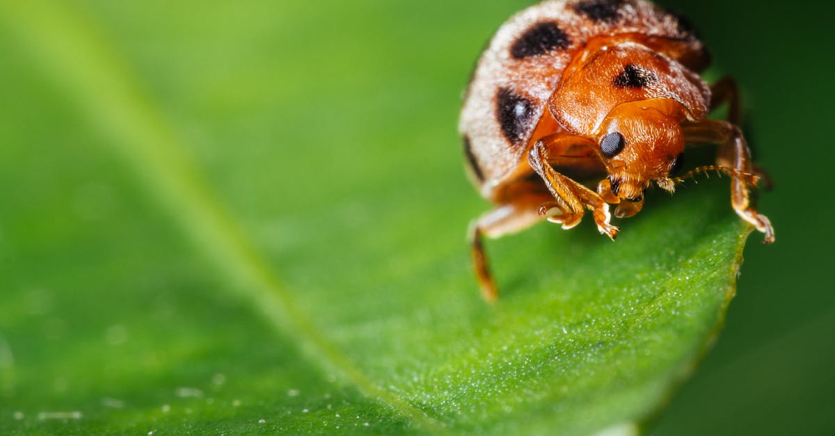 Canberra Pest Control