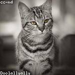 Lura Reichel Profile Picture