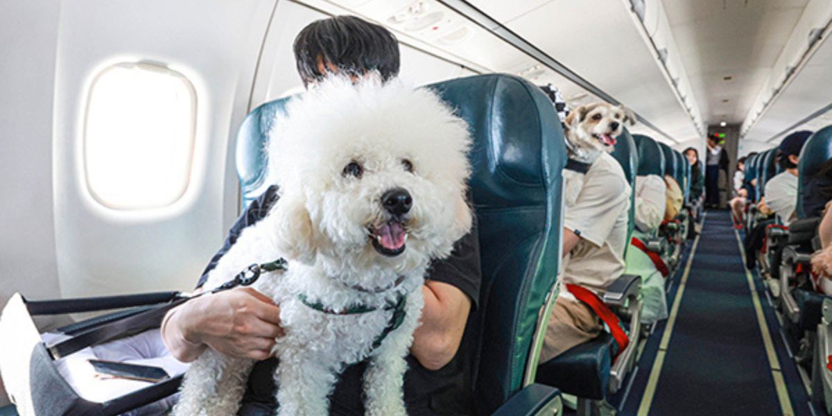Breeze Airways dog policy
