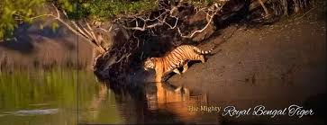 A Complete Guide to Sundarban Tour Package from Kolkata - Payhip