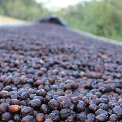 Ethiopia Yirgacheffe Natural | R&B Cafe Roasters