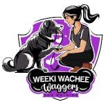 weeki wachee waggers Profile Picture
