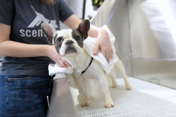 Are there mobile dog washing services available in Oviedo?