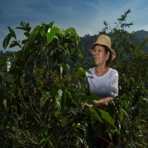 Brazil Red Bourbon | R&B Cafe Roasters