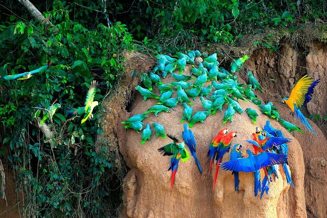 Manu National Park Tours: Your Gateway to Peru’s Most Pristine Amazon Rainforest – Site Title