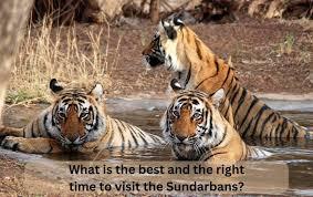 Wandering Into the Wild: A Heartfelt Journey Through the Sundarbans – @techt6090 on Tumblr