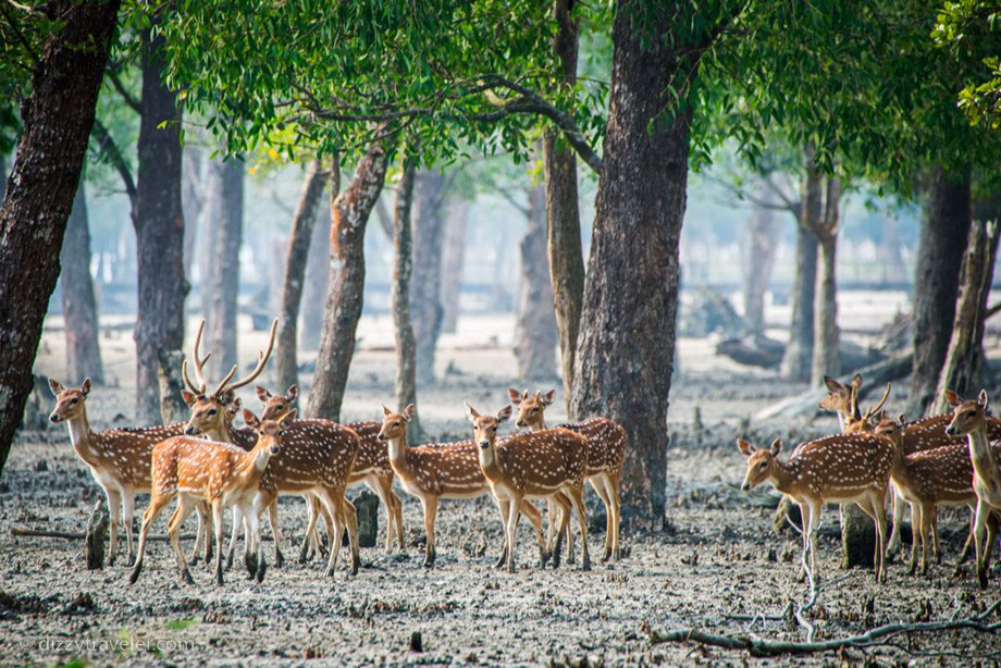 Learning to Slow Down Where the Rivers Refuse to Hurry: A Personal Take on the Sundarbans - JustPaste.it
