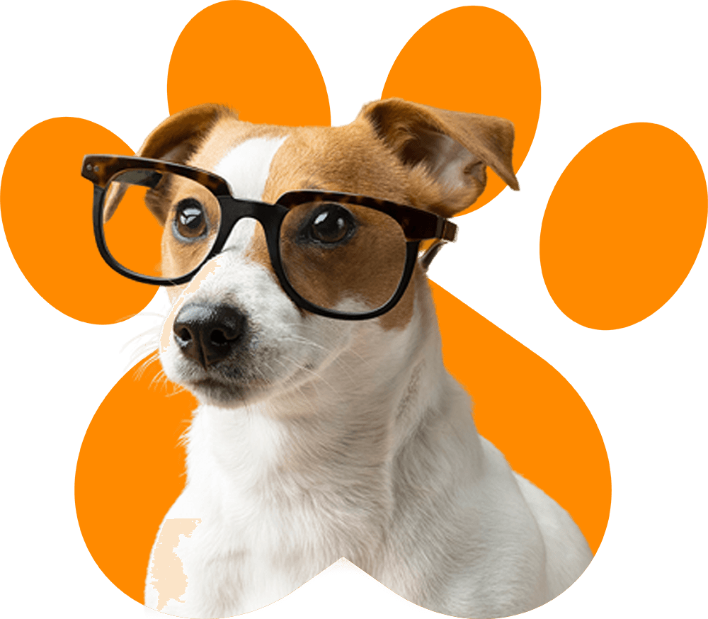 Buy Dog Clothes | Dog Food | Dog Toys | Cat Toys Online