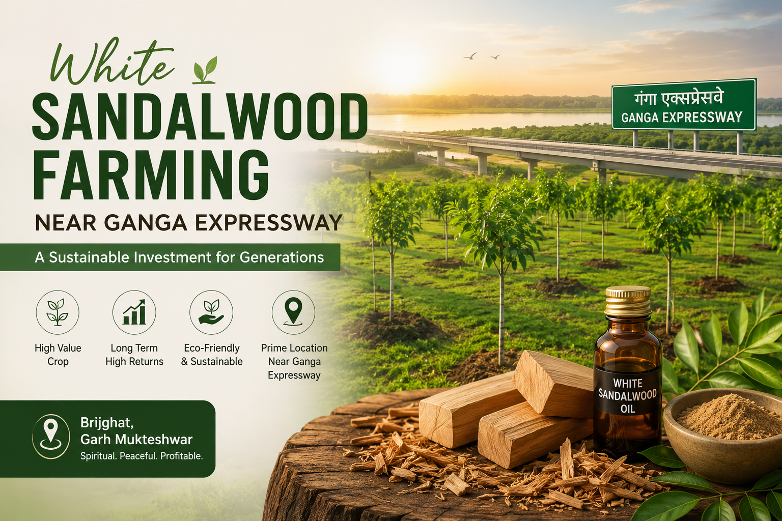 White Sandalwood Farming Near Ganga Expressway – A Profitable...