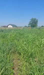 Teren intravilan de vânzare, situat la 17 km de Bucuresti