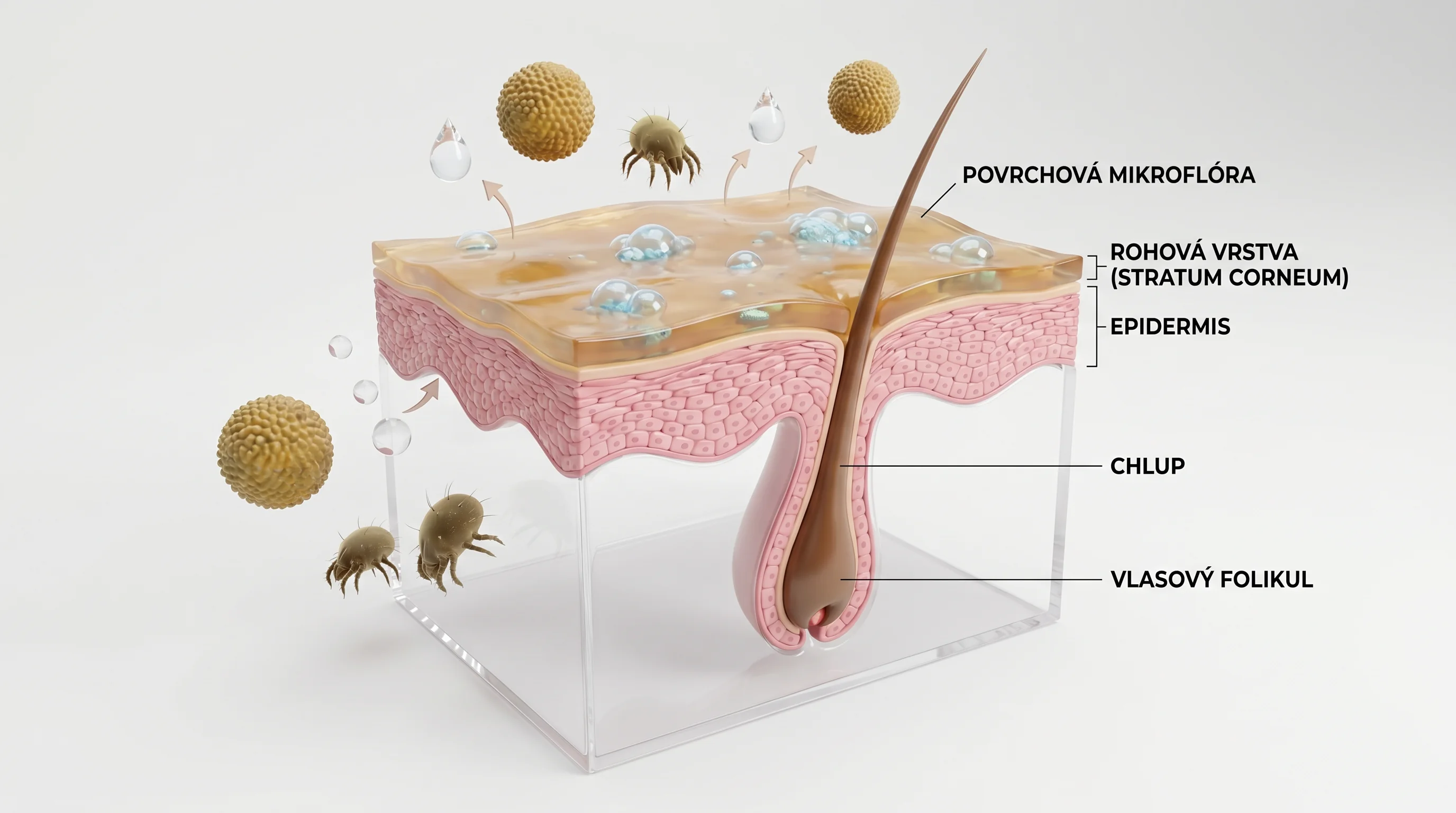 Clean 3D cross-section of canine skin showing the epidermis with a distinct lipid layer (stratum corneum), a hair follicle and hair shaft, and a subtl