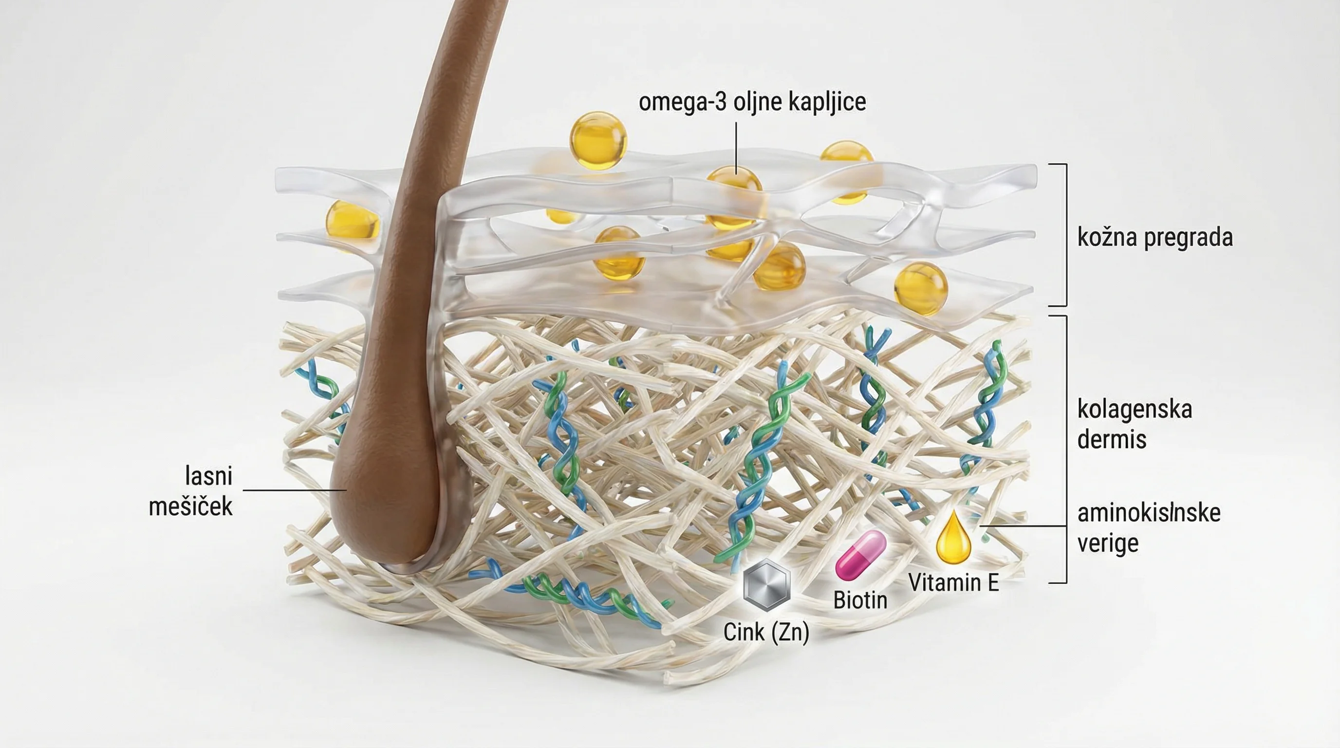 Clean 3D medical-style visualization of a dog's skin cross-section with hair follicles, showing collagen-rich dermis layers, amino acid chains represe