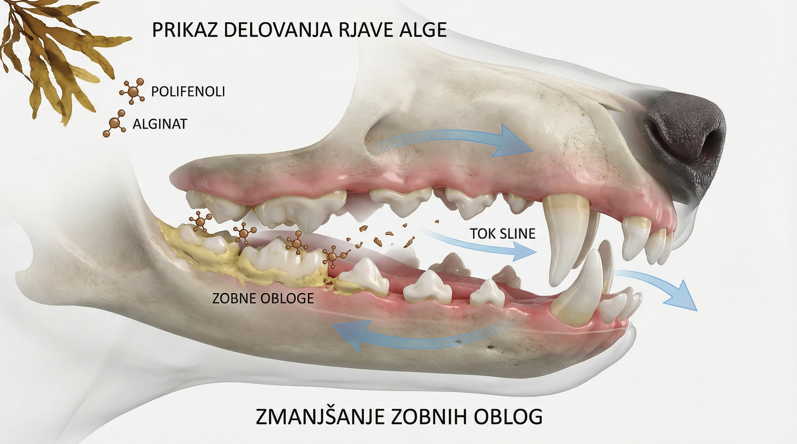 Clean, professional 3D render demonstrating how brown seaweed actives reduce dental plaque in a dog's mouth: cutaway canine muzzle with teeth and gums