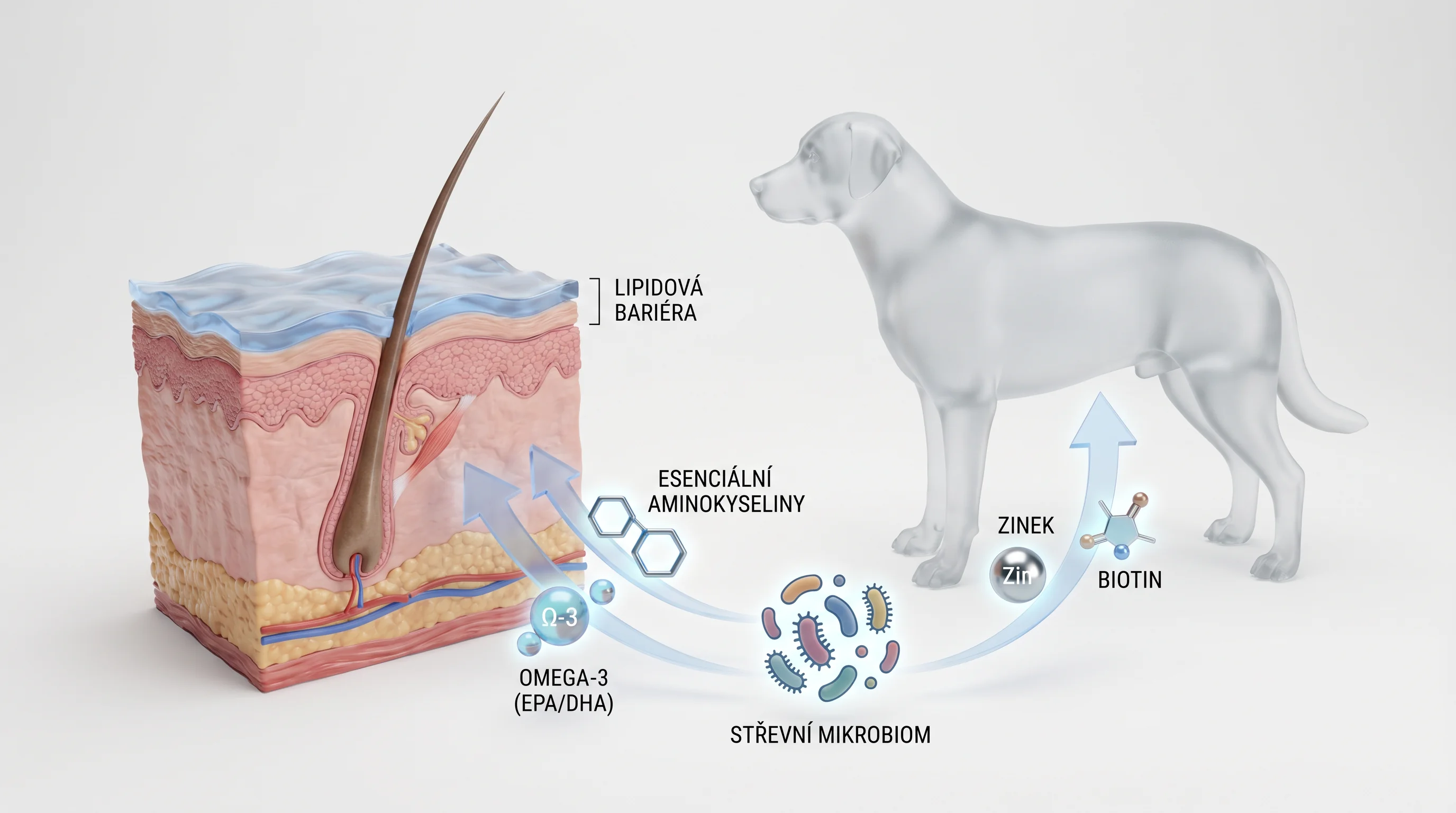 Clean 3D render on a white background: cross-section of canine skin with a hair follicle and labeled lipid barrier, next to a subtle dog silhouette. F