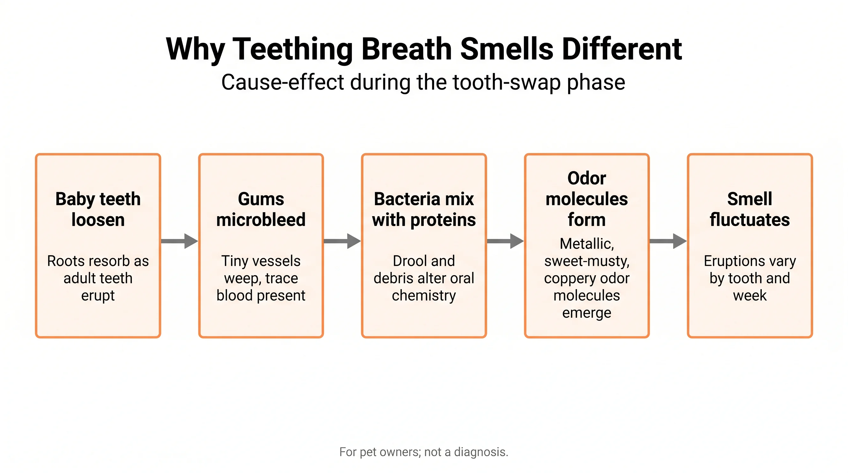 Why Teething Breath Smells Different