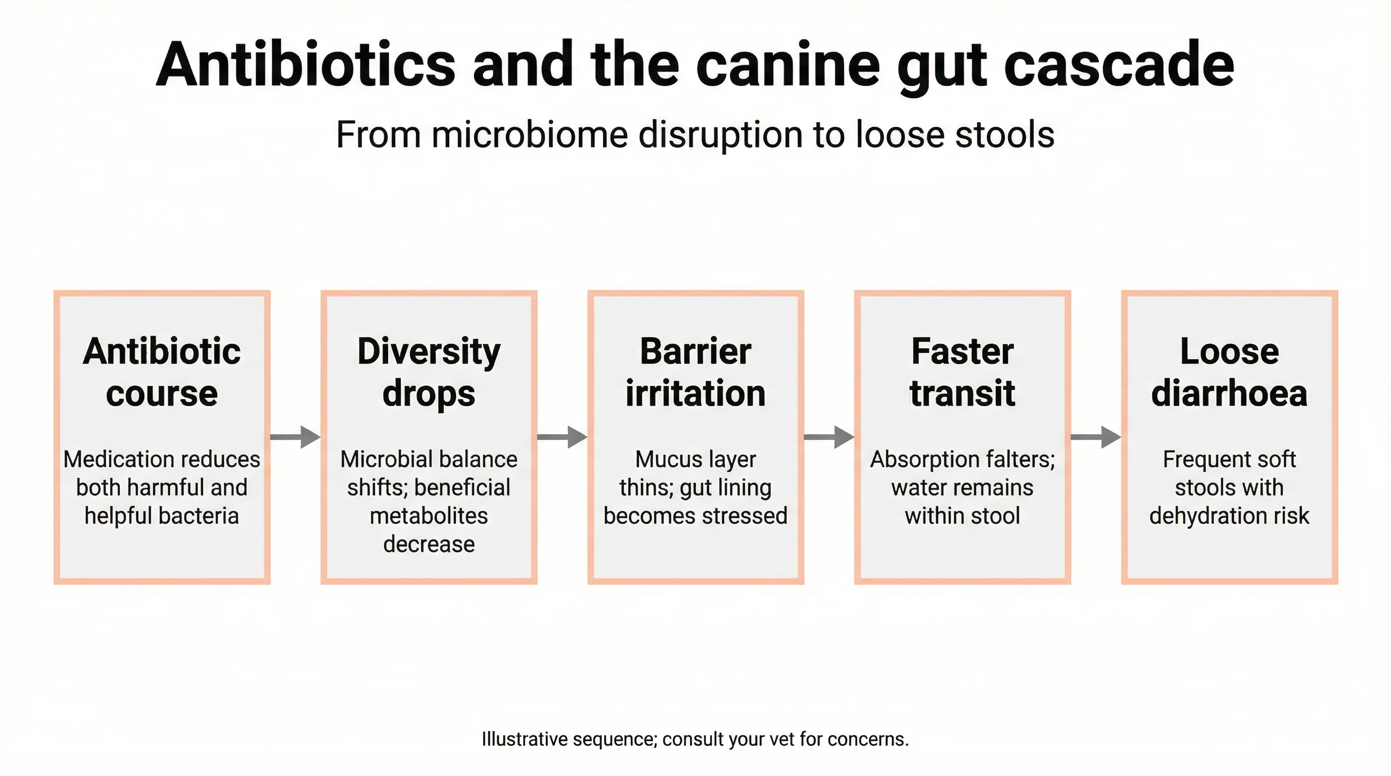 Antibiotics and the canine gut cascade