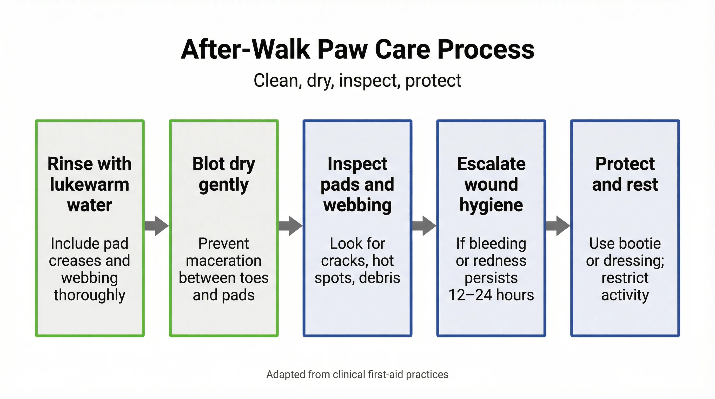 After-Walk Paw Care Process