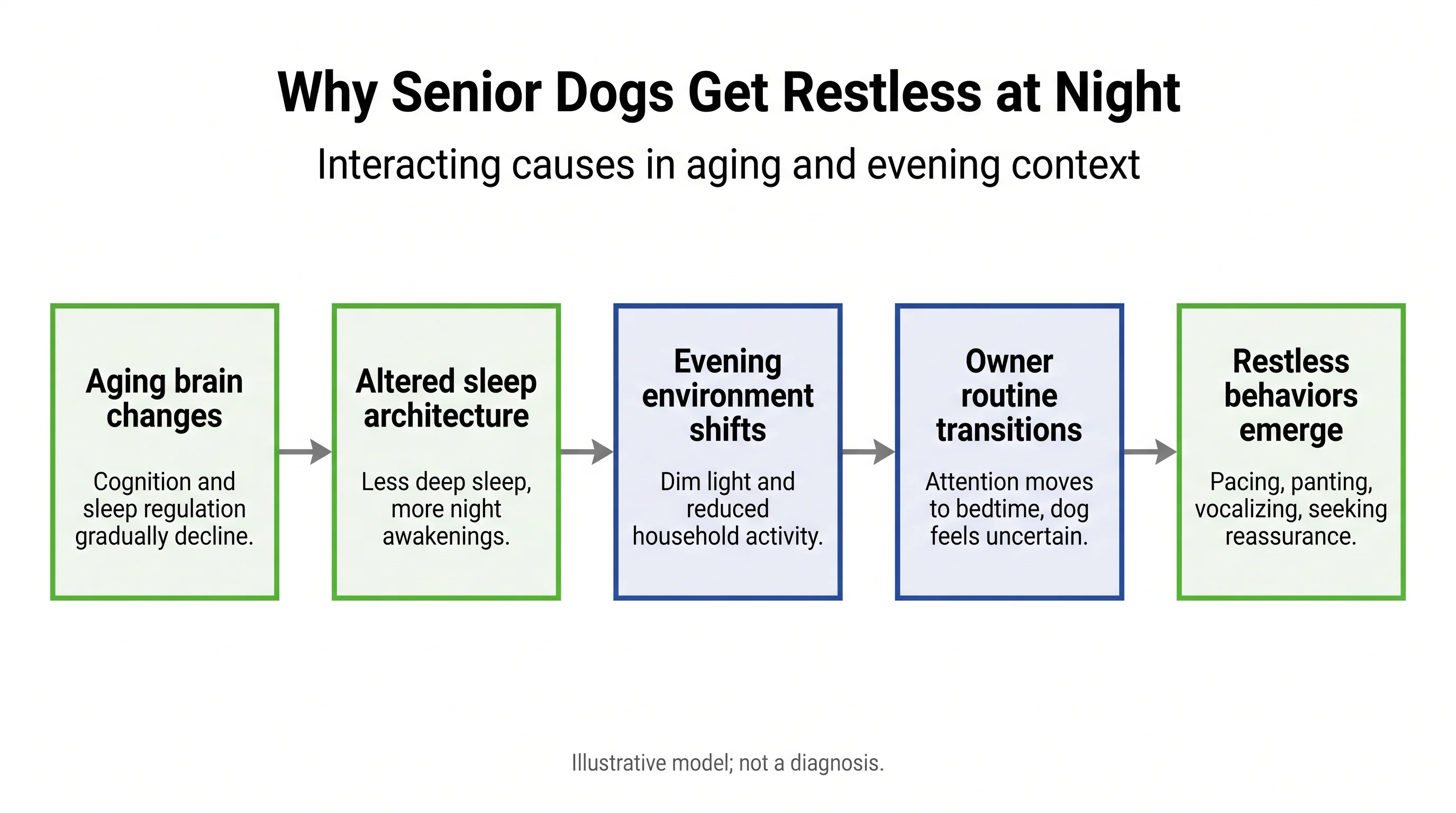 Why Senior Dogs Get Restless at Night