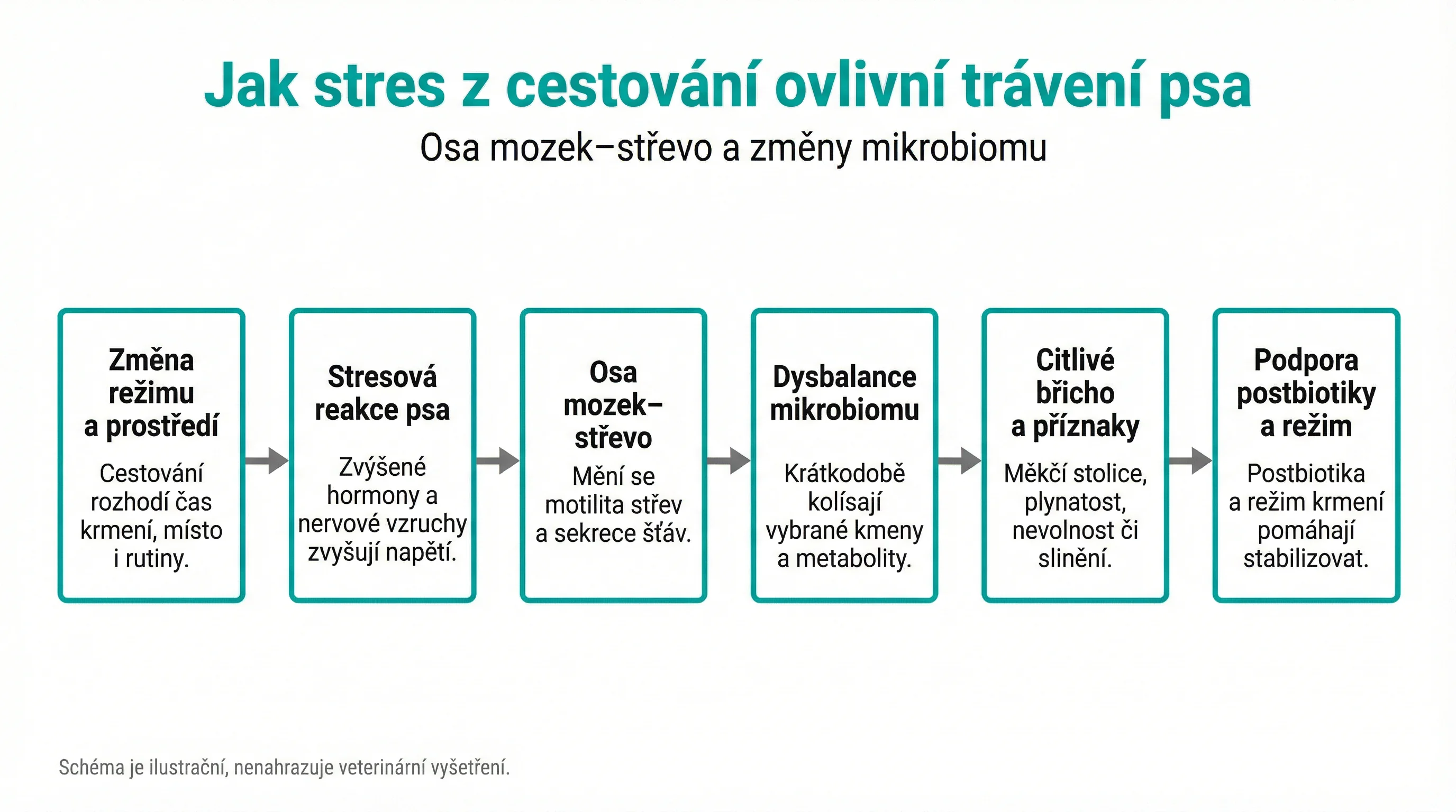 Jak stres z cestování ovlivní trávení psa