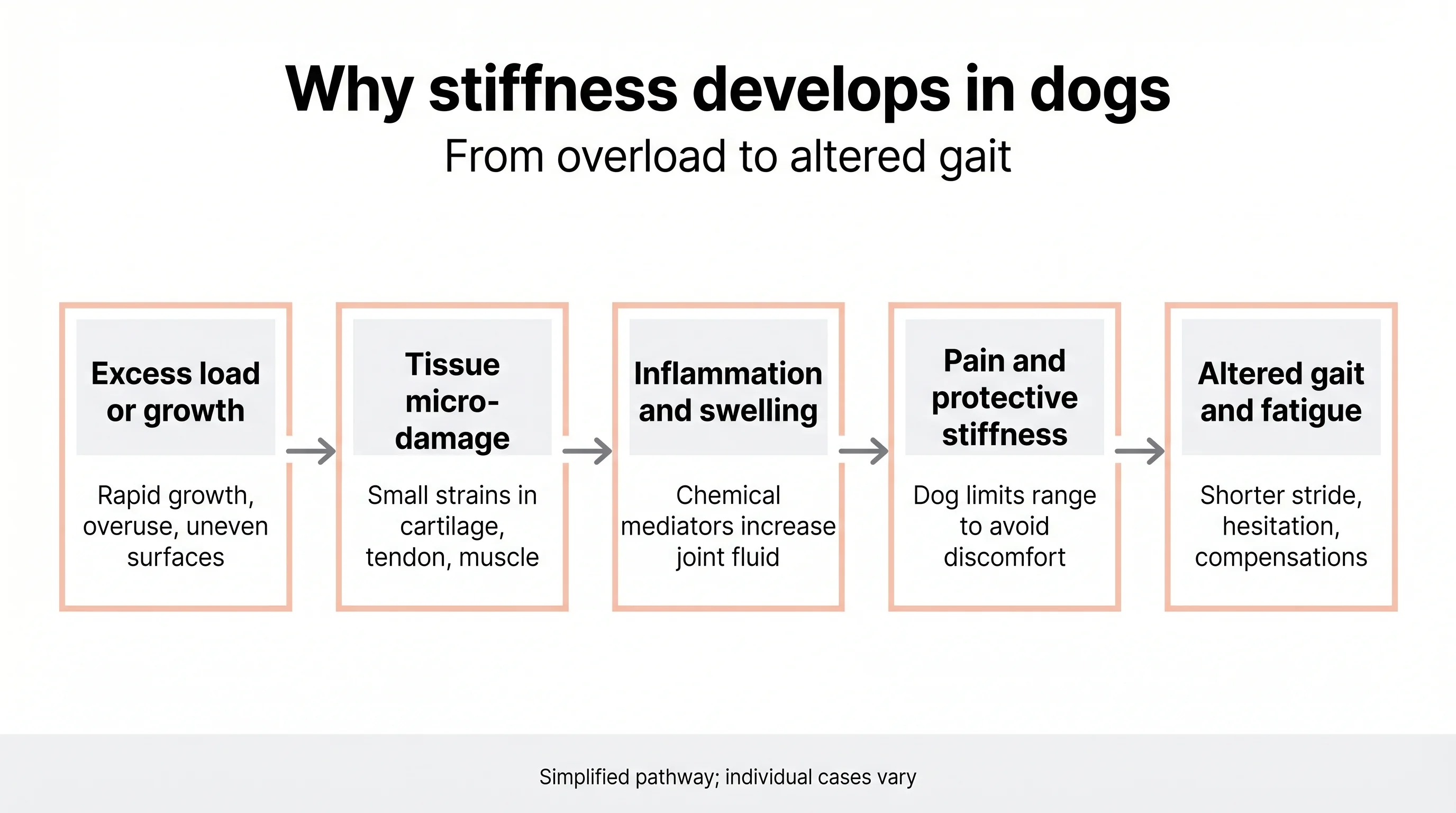 Why stiffness develops in dogs