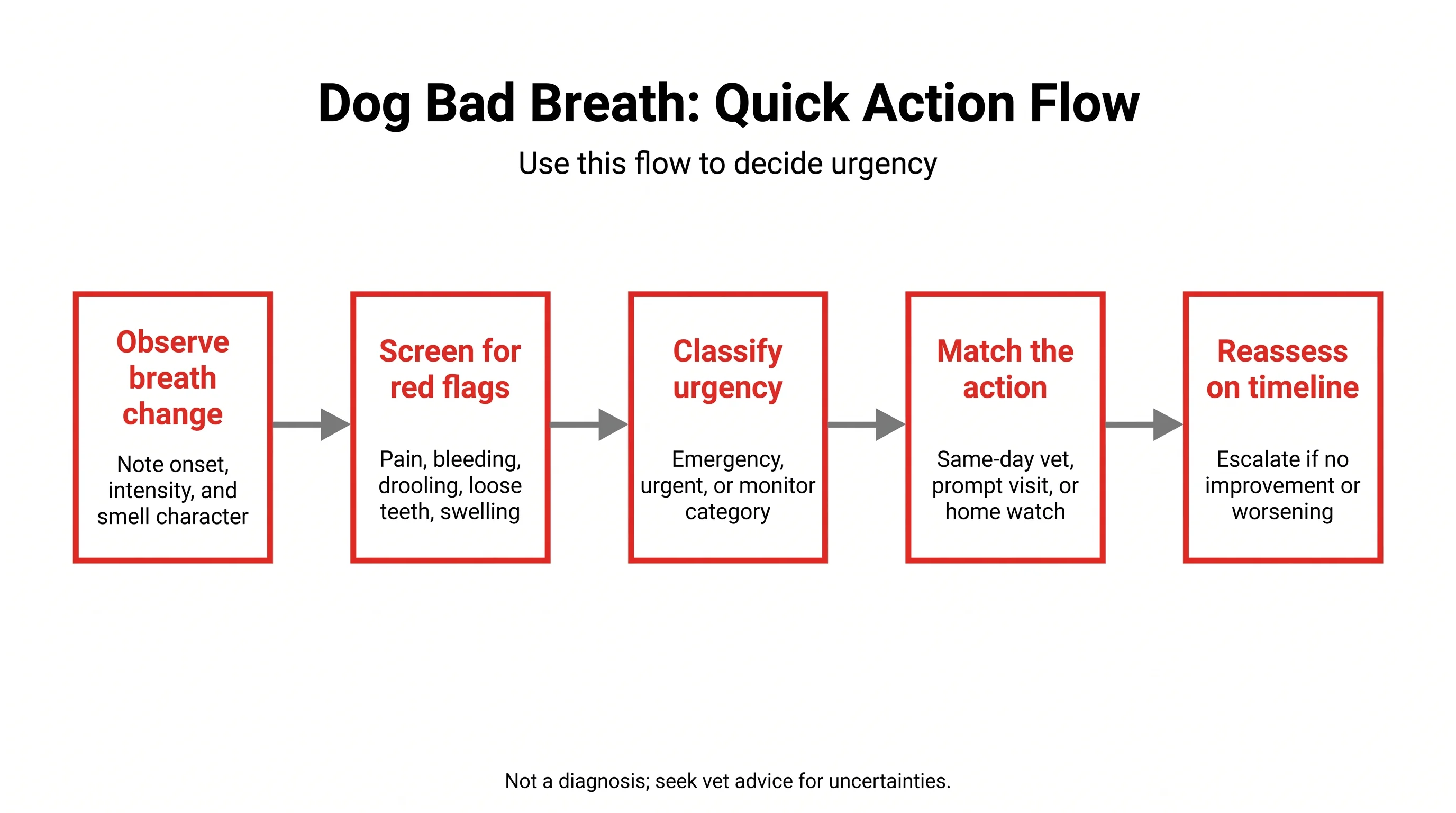 Dog Bad Breath: Quick Action Flow