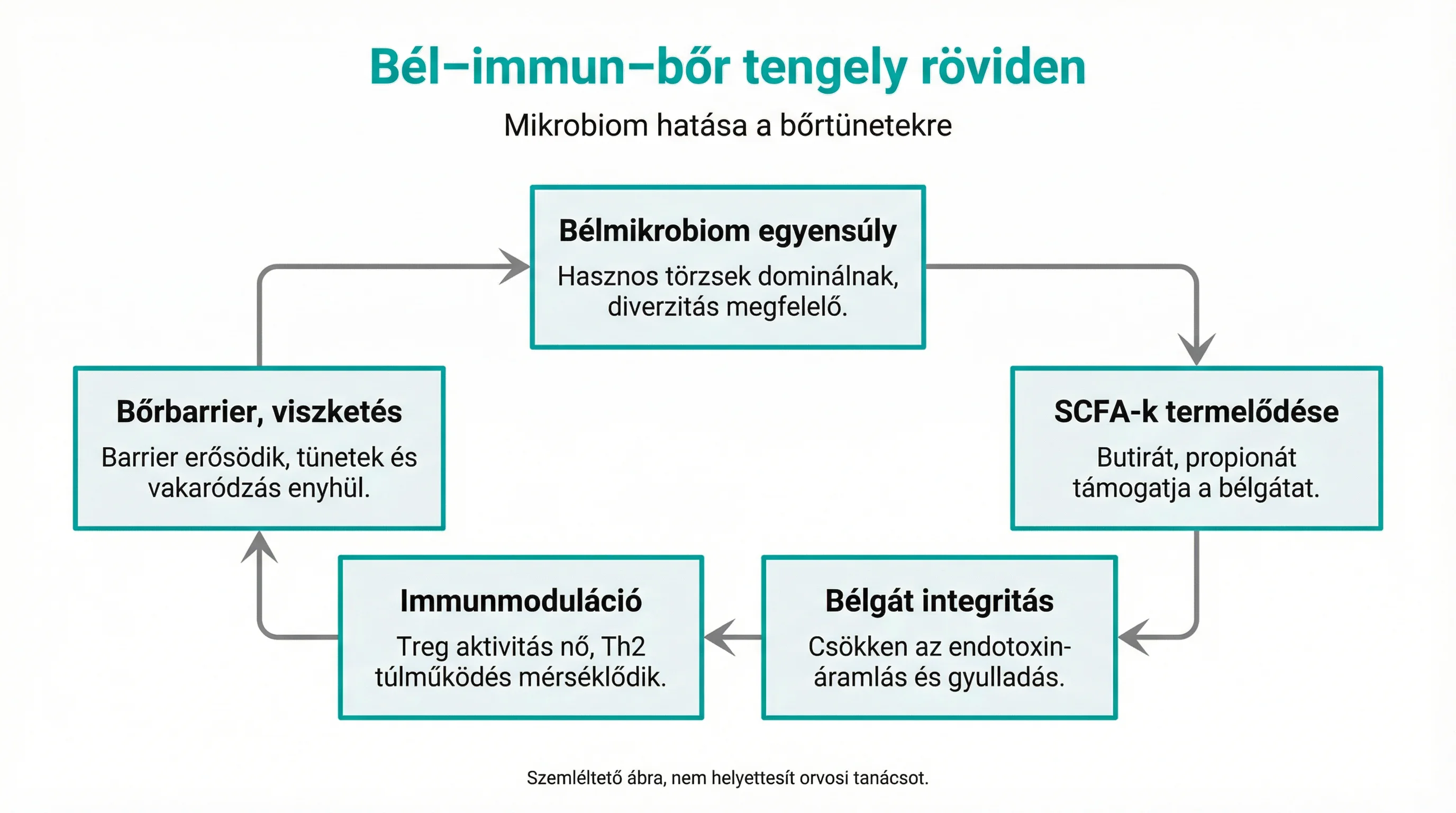 Bél–immun–bőr tengely röviden