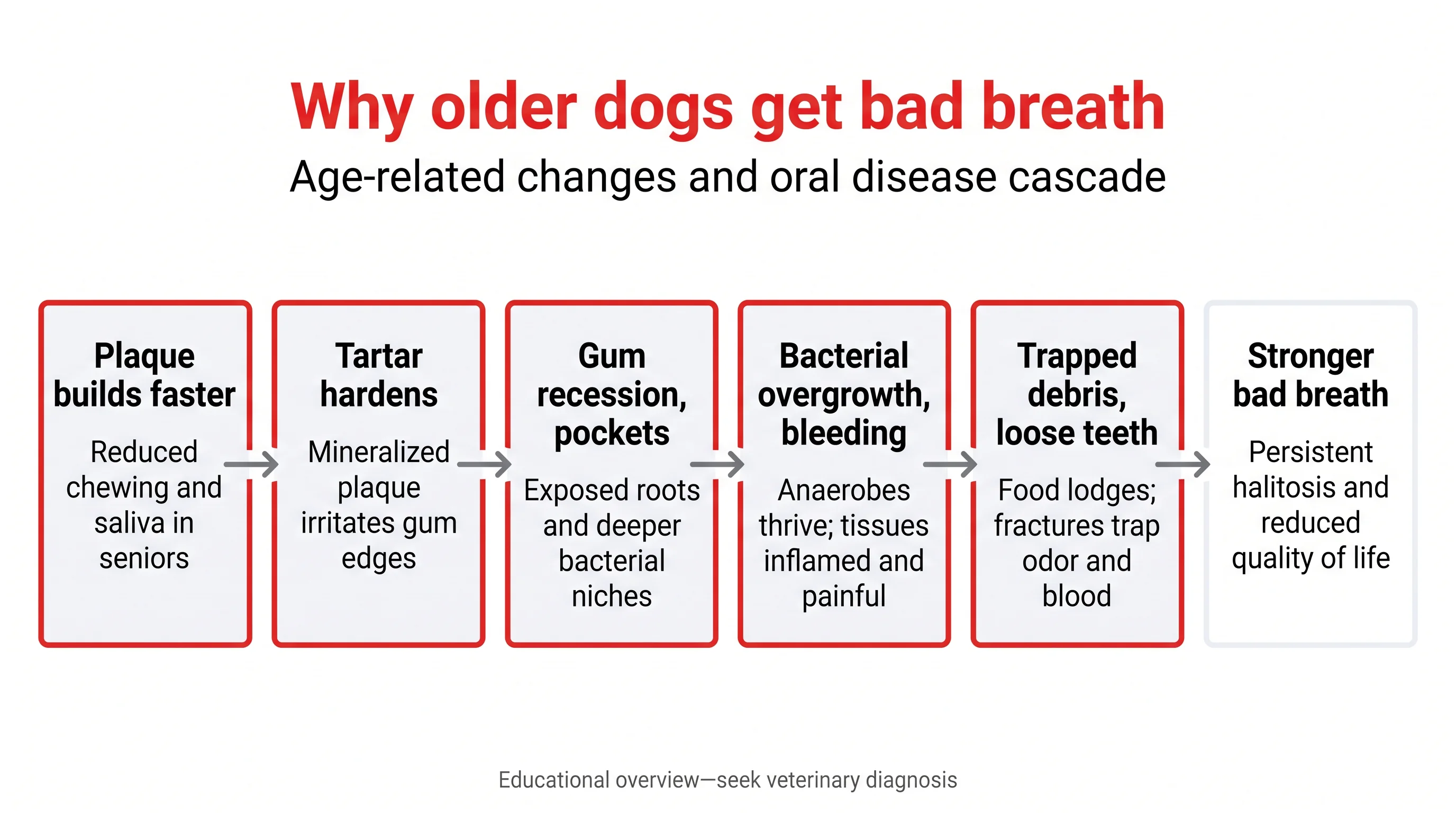 Why older dogs get bad breath