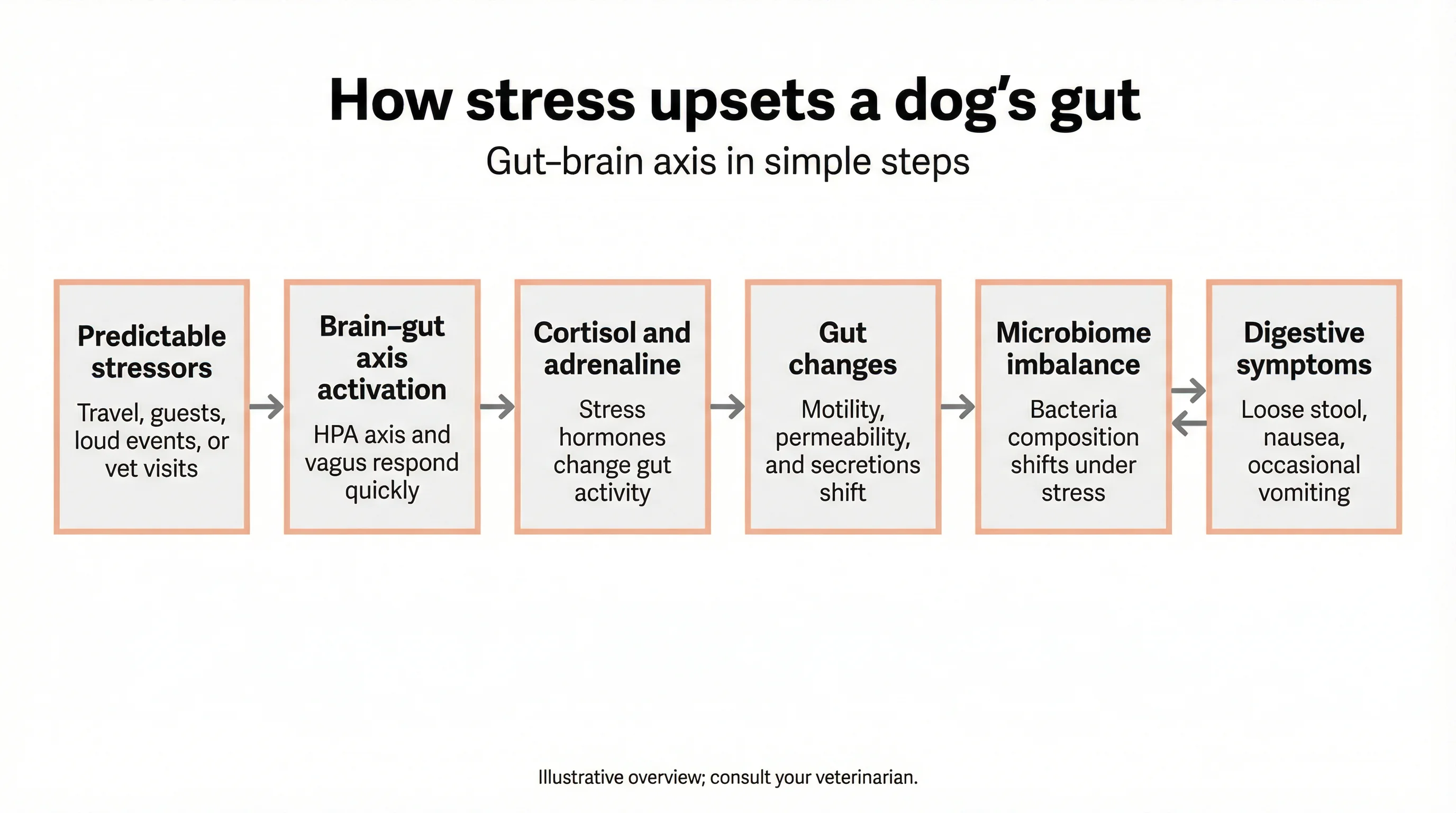 How stress upsets a dog's gut