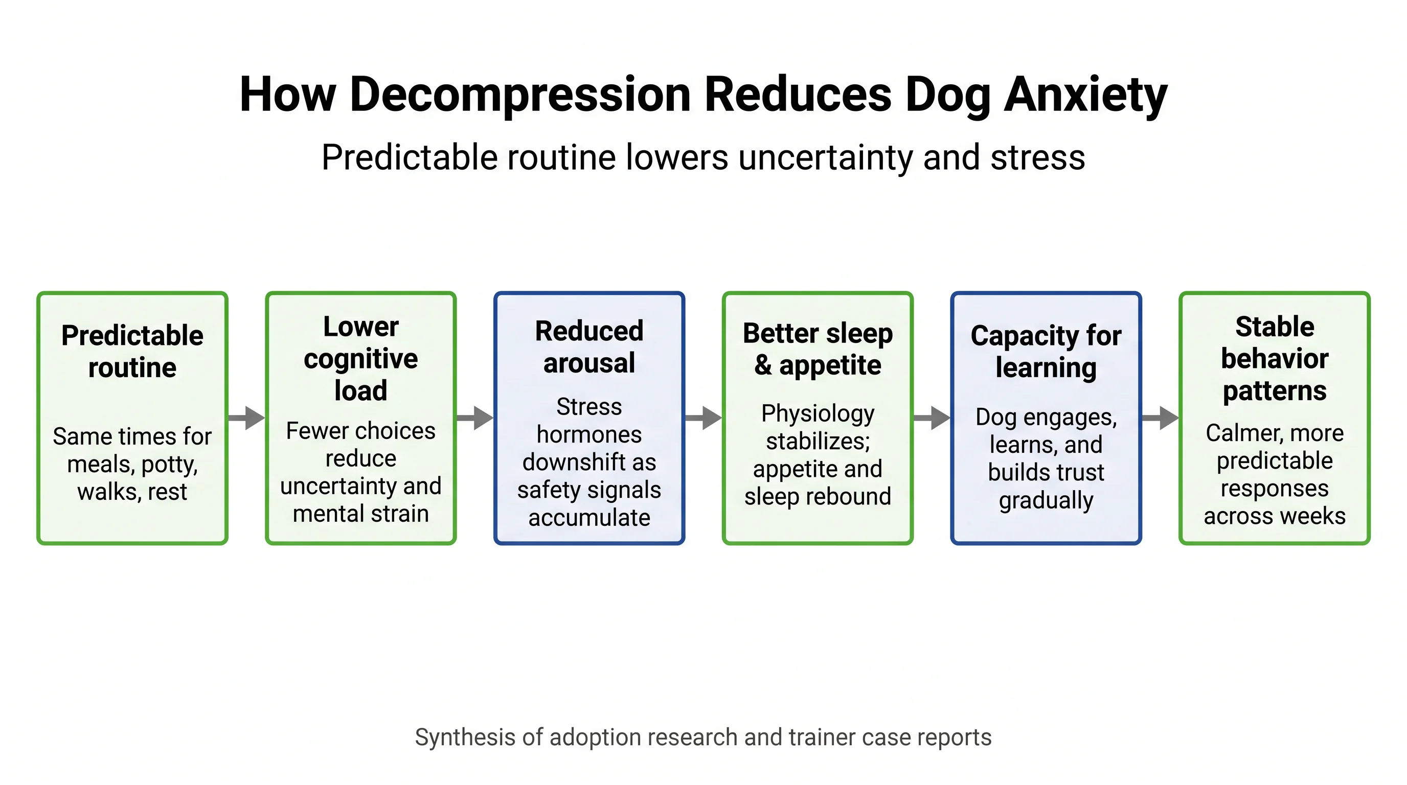 How Decompression Reduces Dog Anxiety