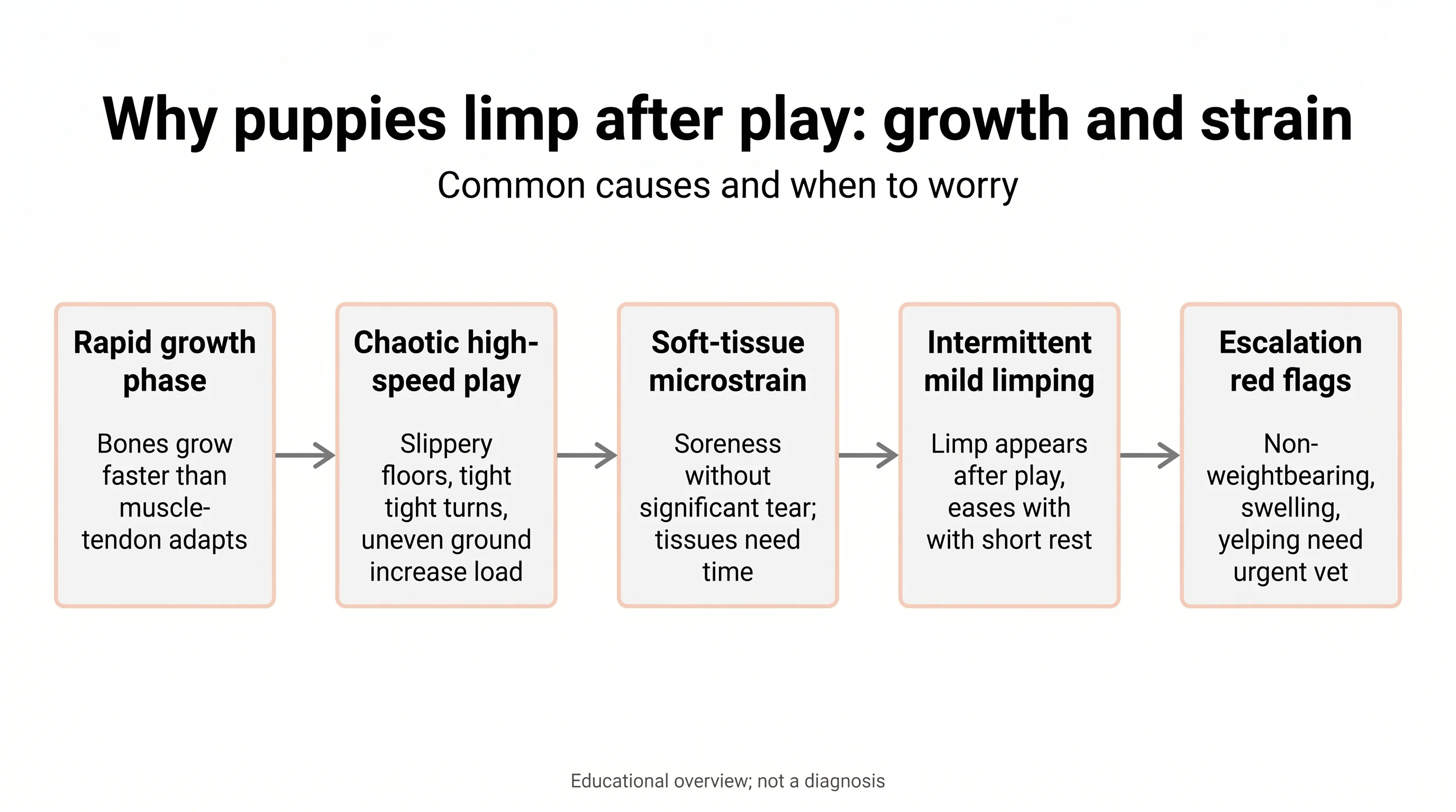 Why puppies limp after play: growth and strain