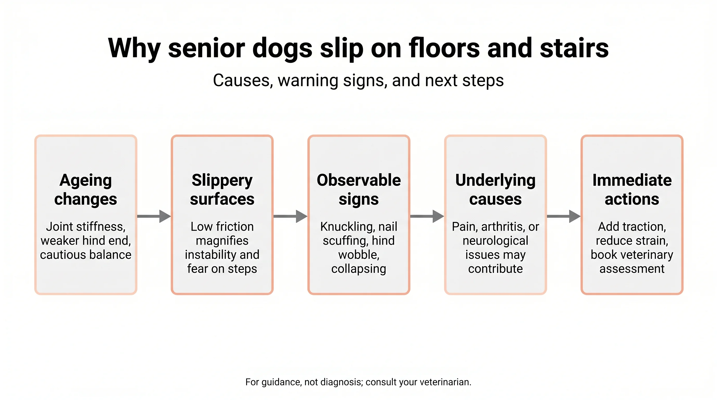 Why senior dogs slip on floors and stairs