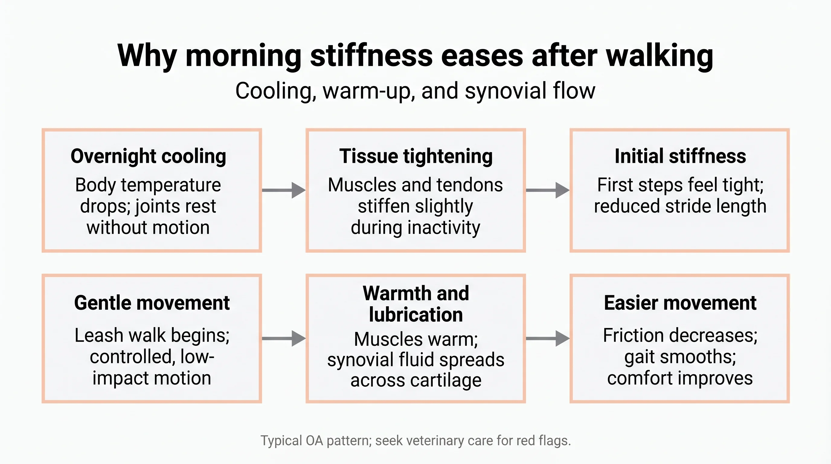 Why morning stiffness eases after walking