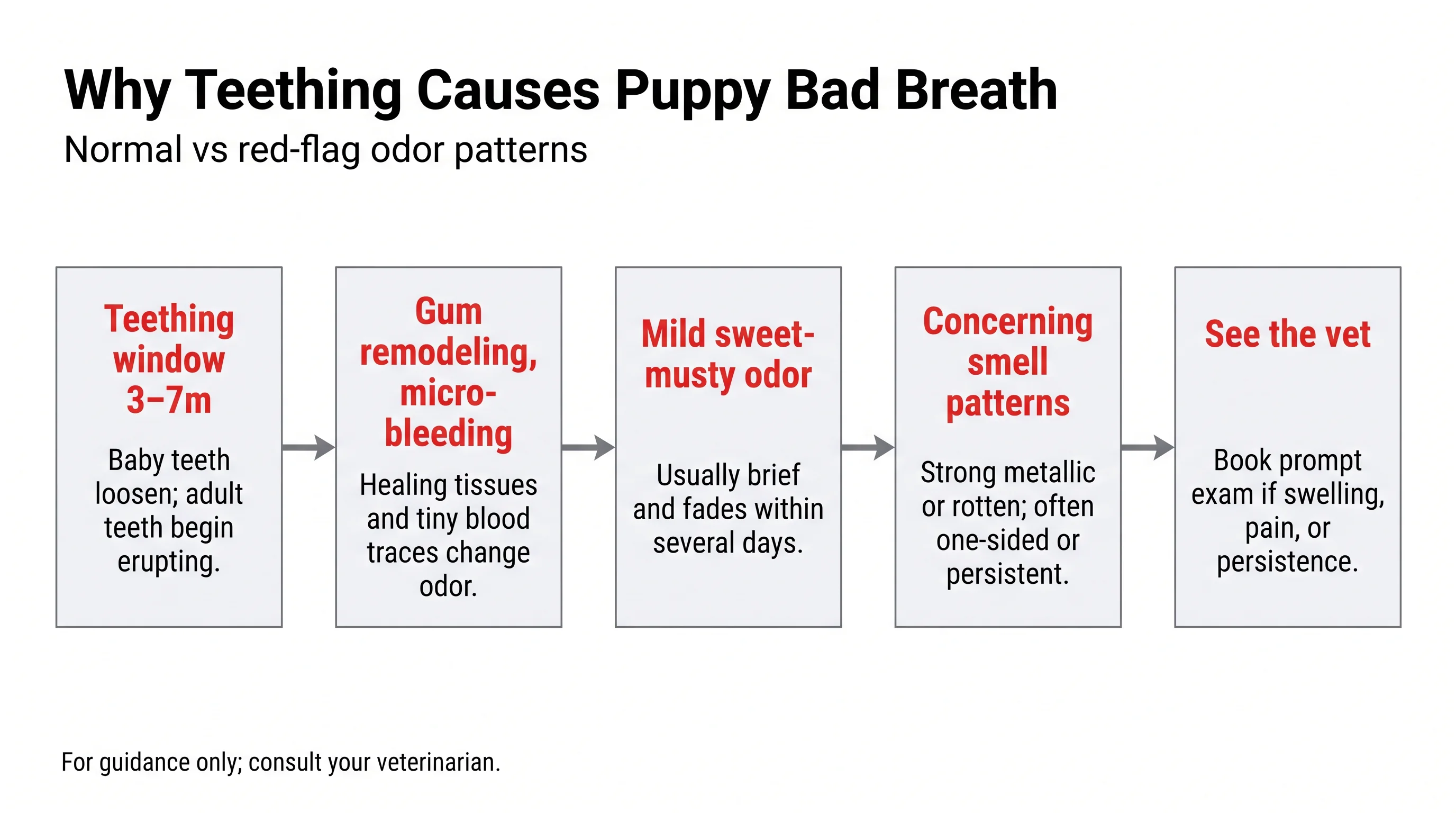 Why Teething Causes Puppy Bad Breath