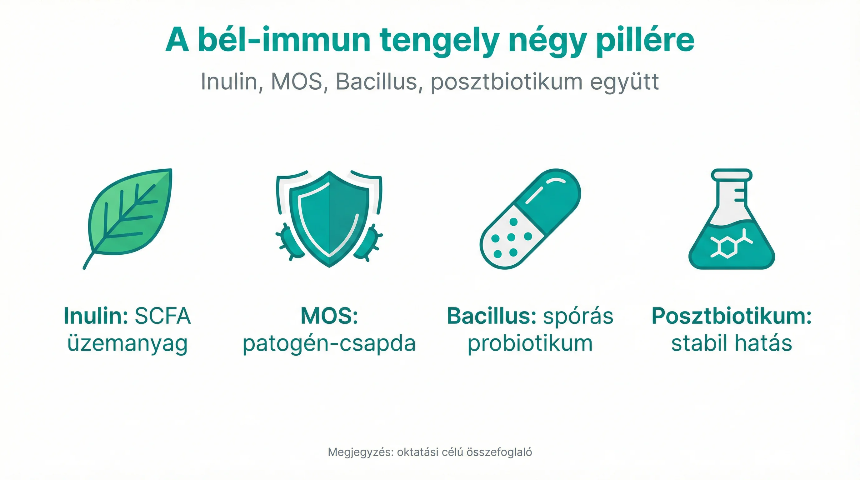 A bél‑immun tengely négy pillére