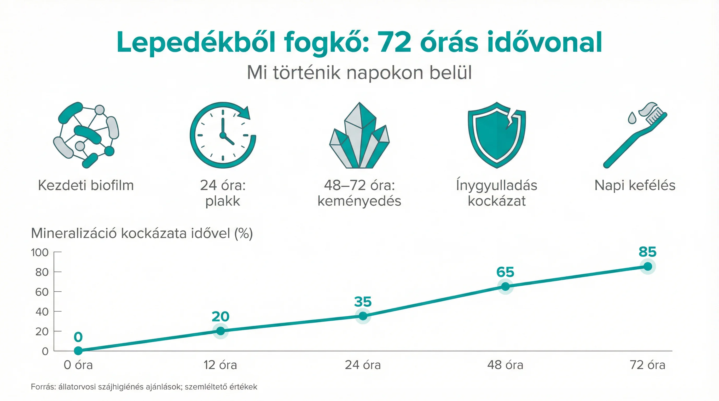Lepedékből fogkő: 72 órás idővonal
