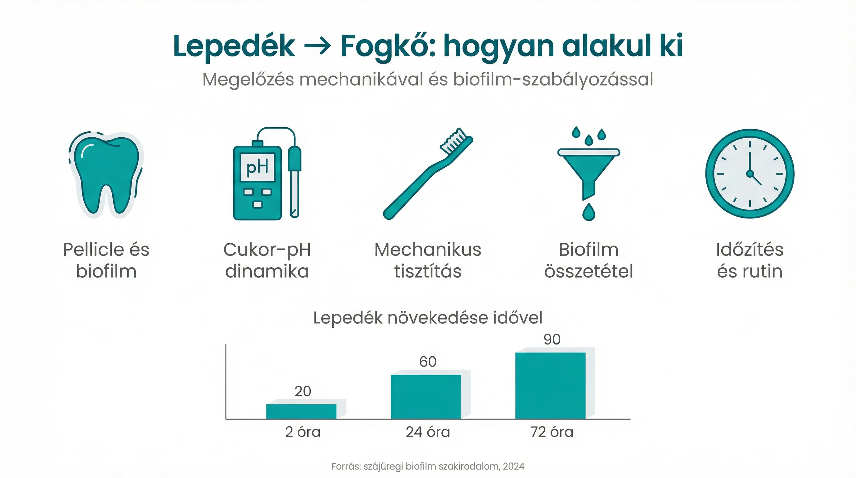 Lepedék → Fogkő: hogyan alakul ki