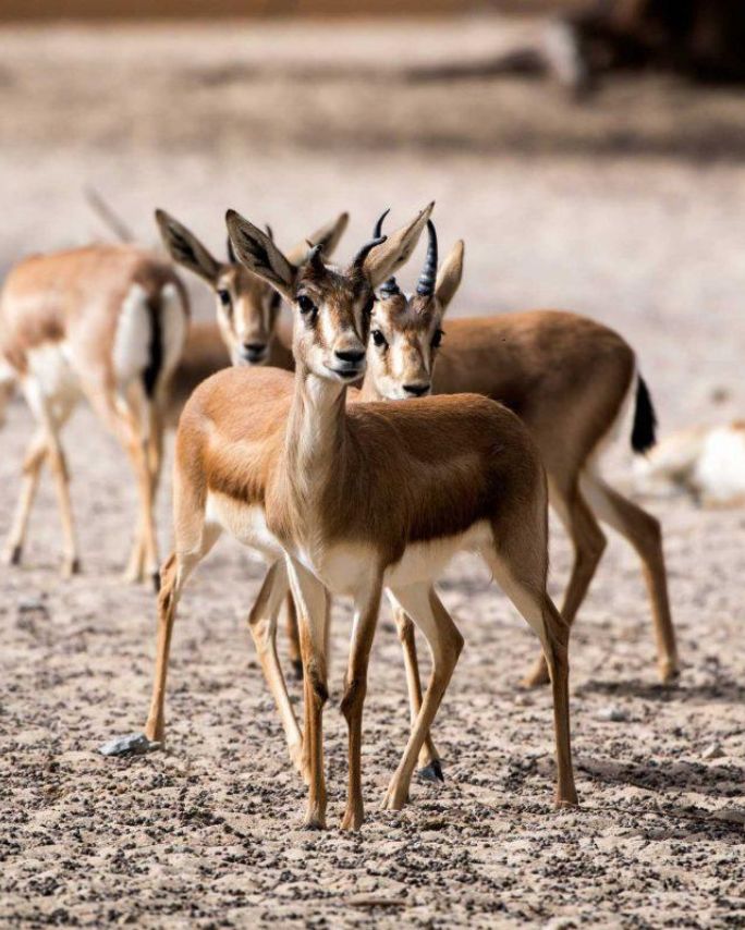 Al Areen Wildlife Reserve Image