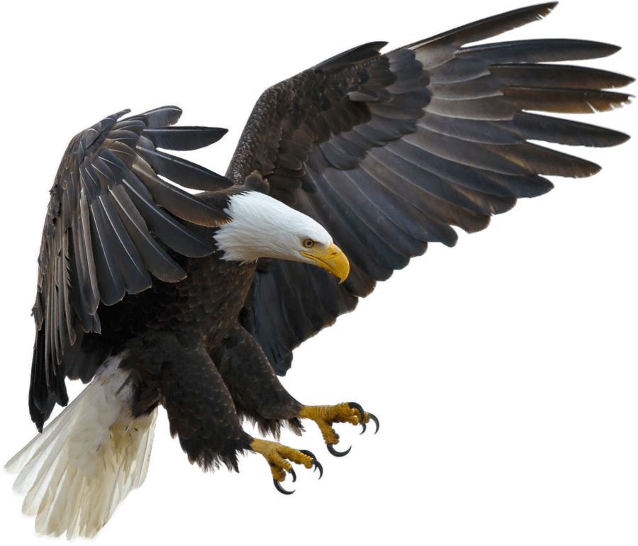 Eagle No Background 2