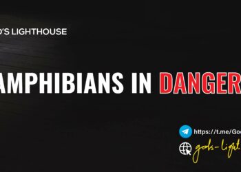 Amphibians In Danger