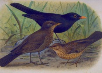 GT19 | The Nightingale