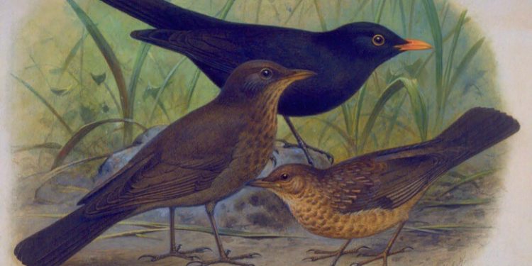 GT19 | The Nightingale