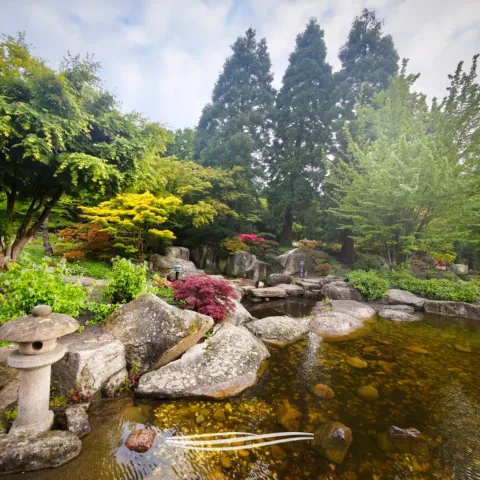 Japanischer Garten mit Teich und Bäumen
