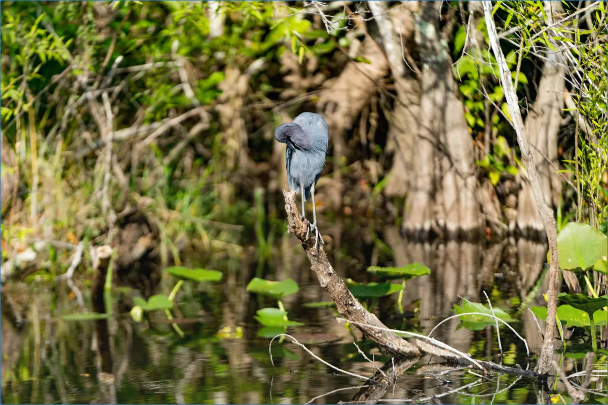 Ein Vogel auf einem Ast am Wasser.